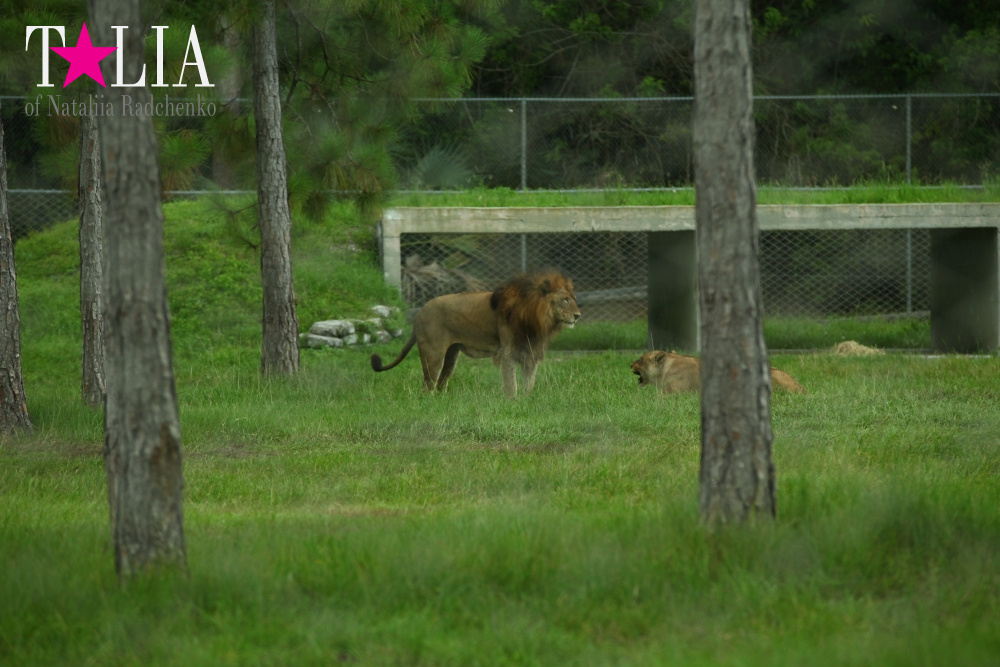Львиное сафари в Майами (Lion Country Safari)