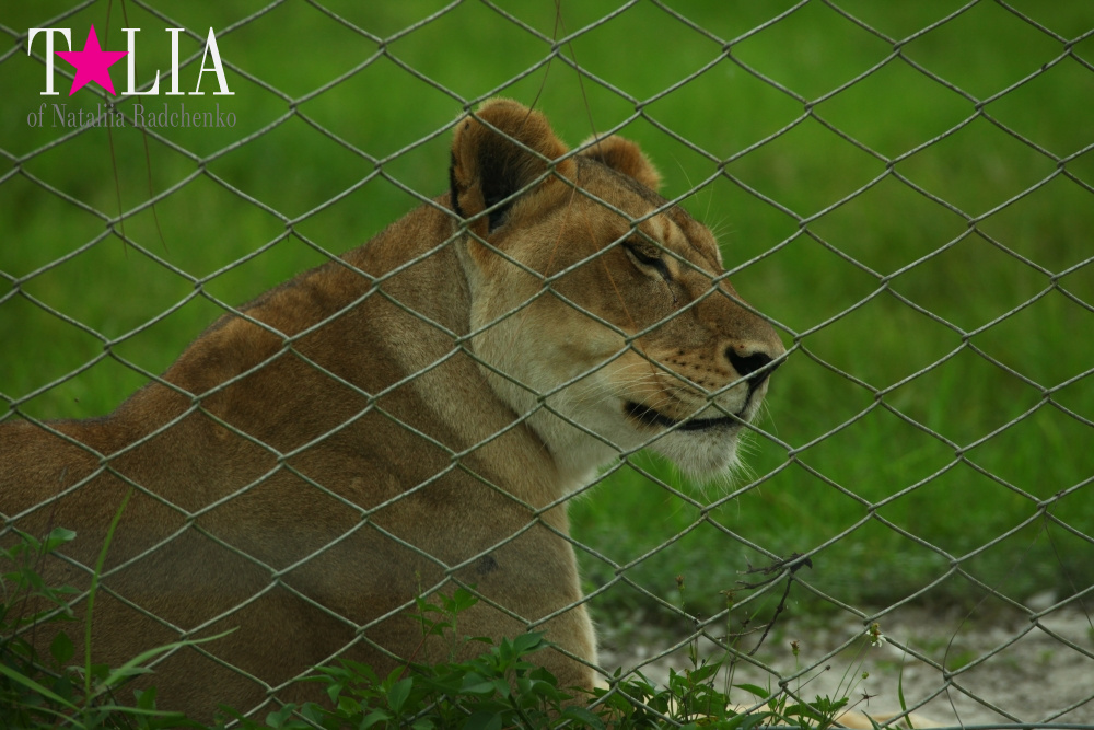 Львиное сафари в Майами (Lion Country Safari)