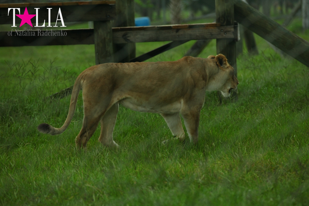 Львиное сафари в Майами (Lion Country Safari)