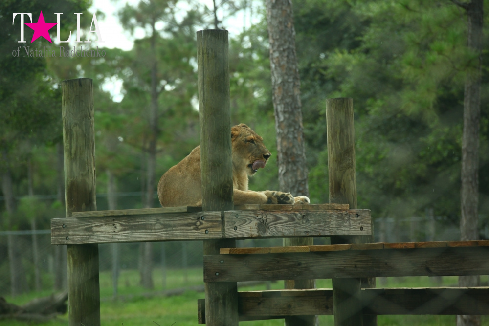 Львиное сафари в Майами (Lion Country Safari)