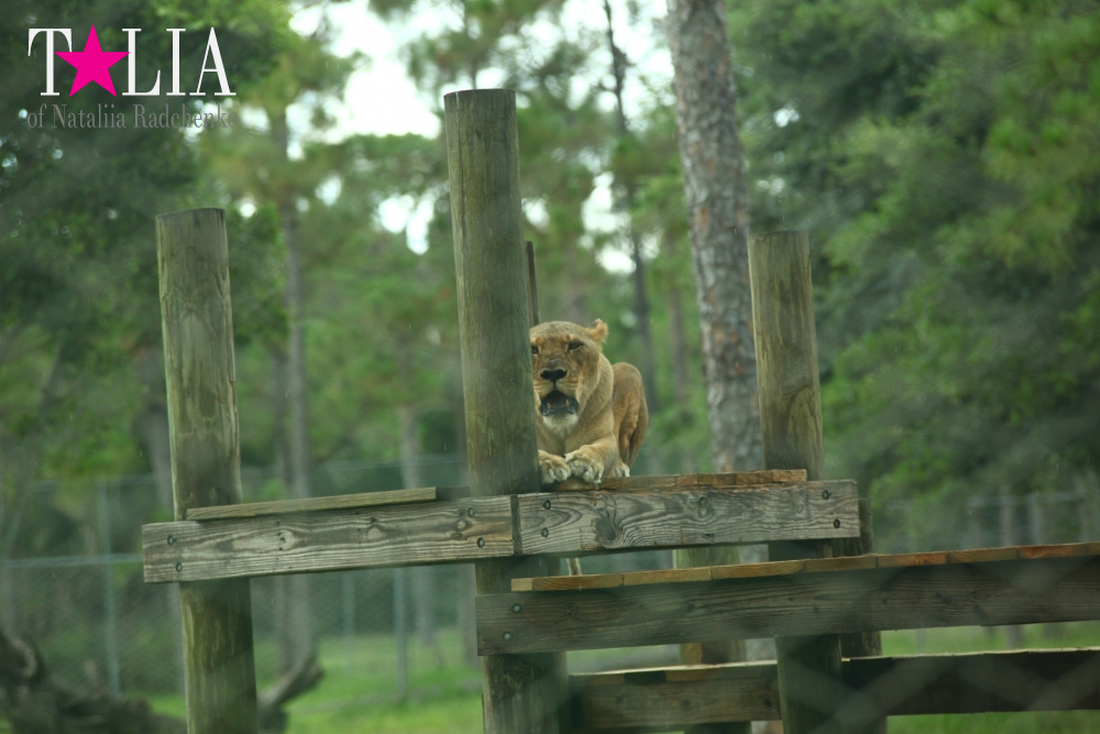 Львиное сафари в Майами (Lion Country Safari)