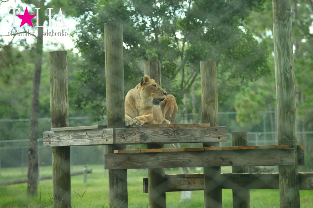 Львиное сафари в Майами (Lion Country Safari)