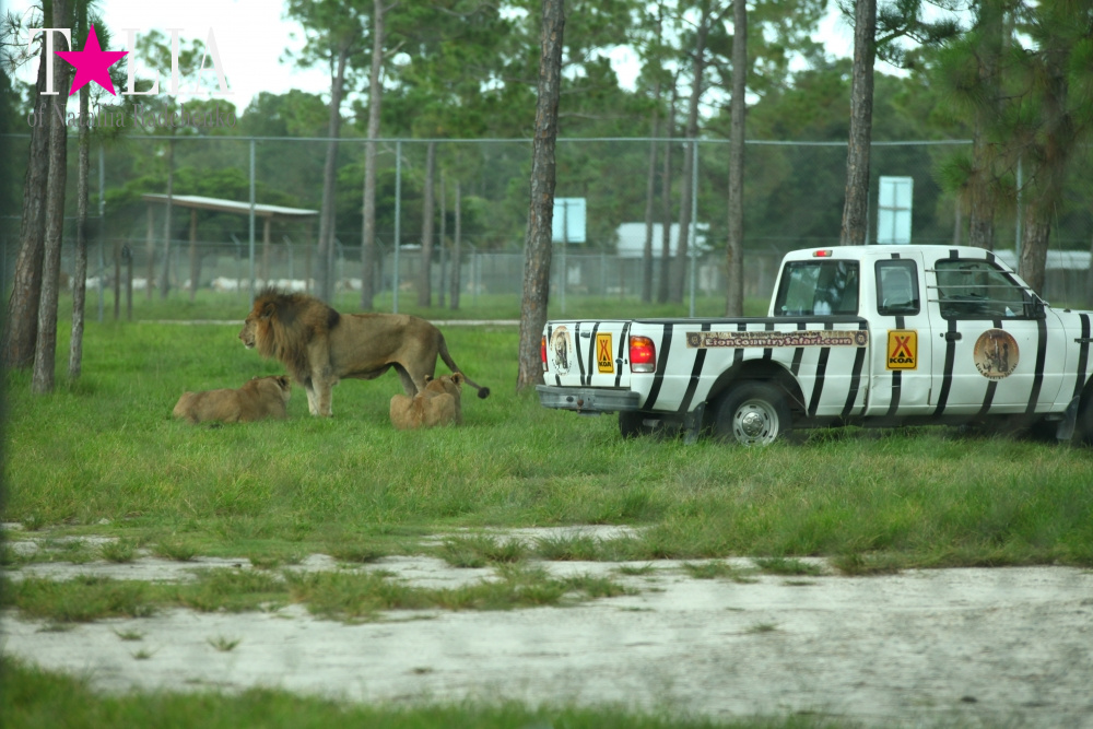 Львиное сафари в Майами (Lion Country Safari)