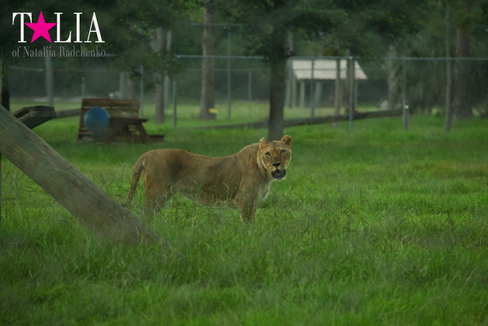 Львиное сафари в Майами (Lion Country Safari)