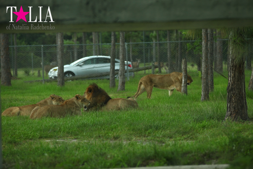 Львиное сафари в Майами (Lion Country Safari)