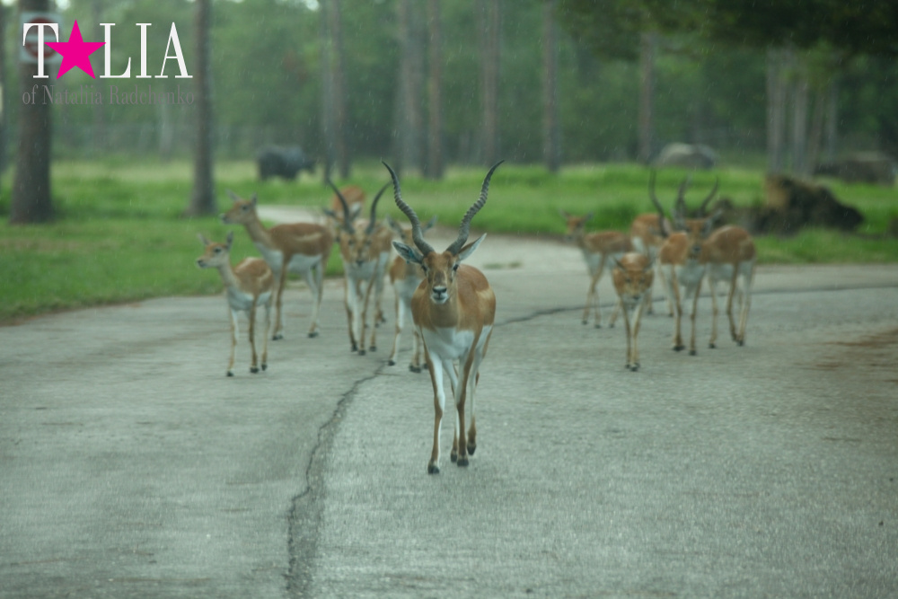 Львиное сафари в Майами (Lion Country Safari) 2 часть