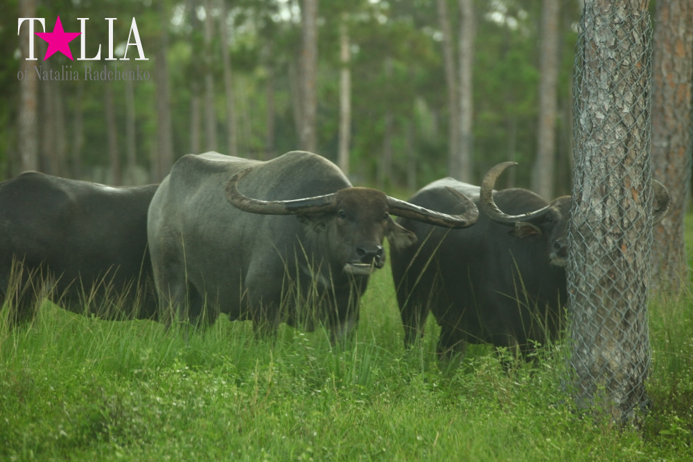 Львиное сафари в Майами (Lion Country Safari) 2 часть