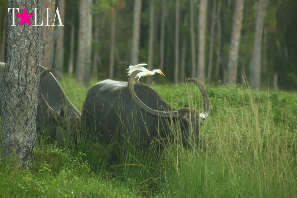 Львиное сафари в Майами (Lion Country Safari) 2 часть