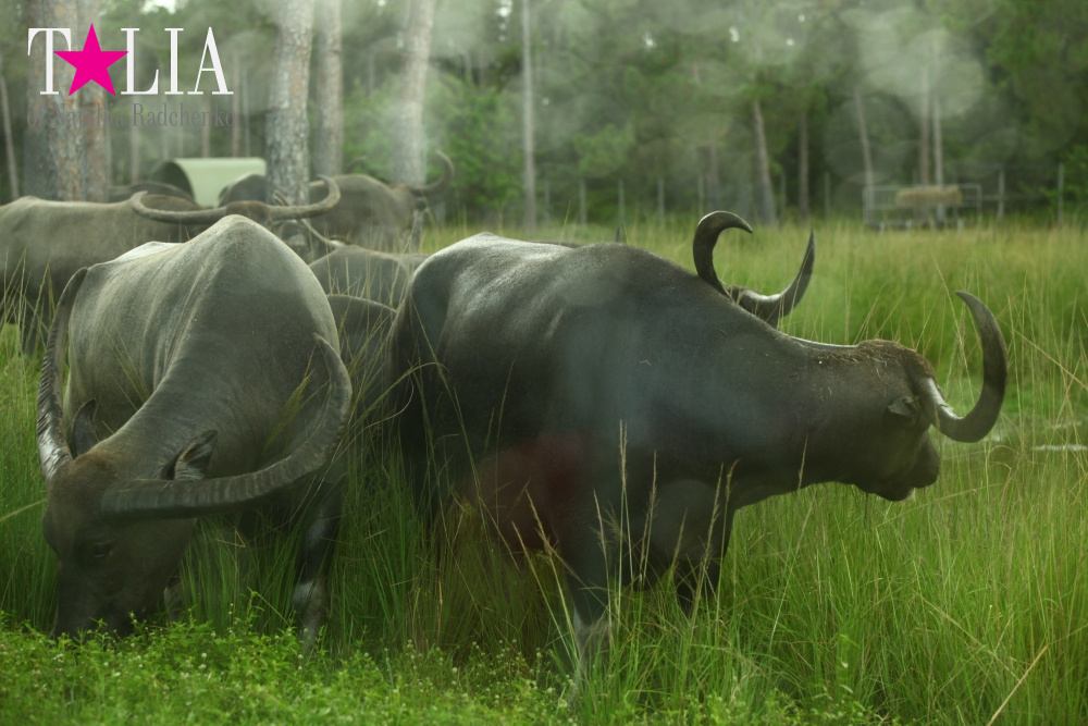 Львиное сафари в Майами (Lion Country Safari) 2 часть