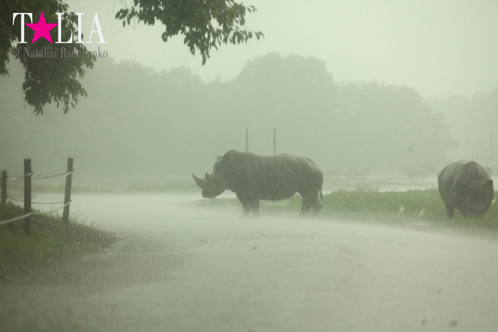 Львиное сафари в Майами (Lion Country Safari) 2 часть
