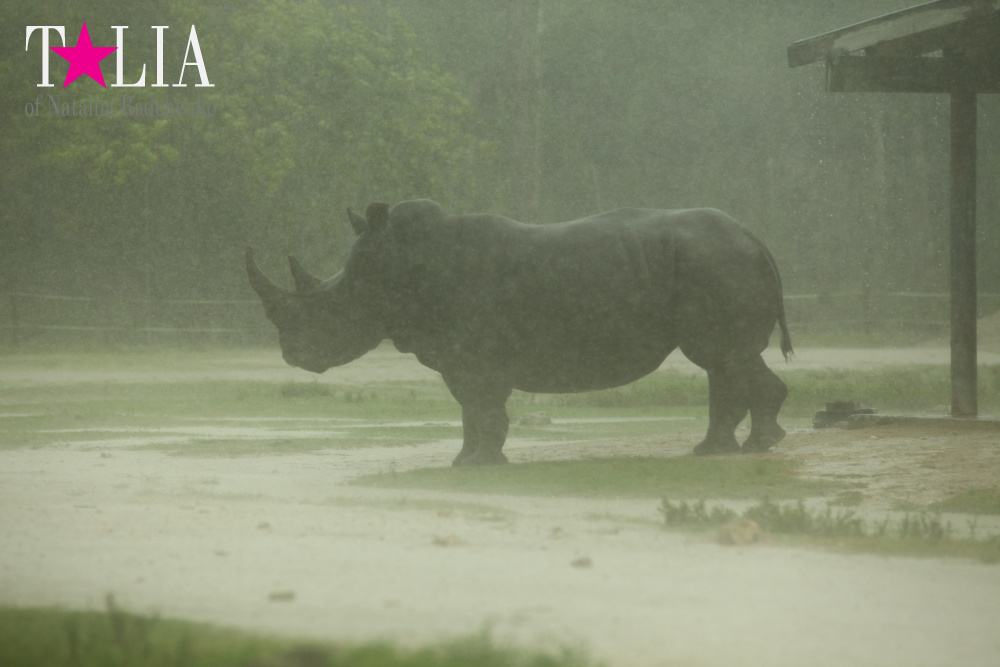 Львиное сафари в Майами (Lion Country Safari) 2 часть