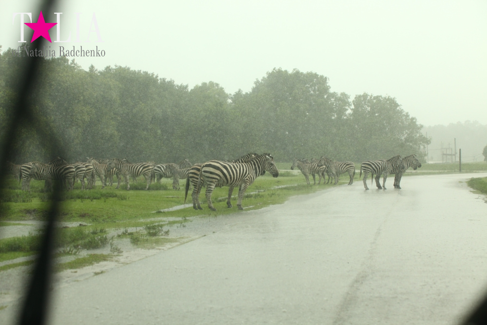 Львиное сафари в Майами (Lion Country Safari) 2 часть