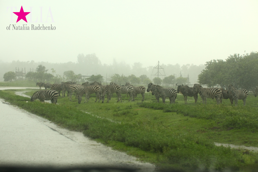 Львиное сафари в Майами (Lion Country Safari) 2 часть