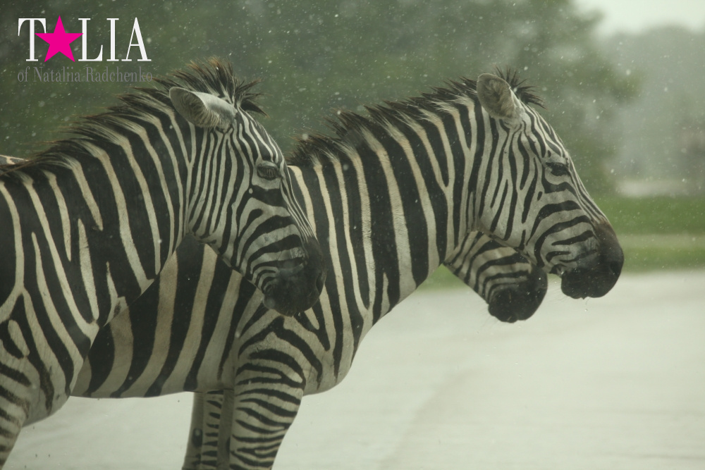 Львиное сафари в Майами (Lion Country Safari) 2 часть