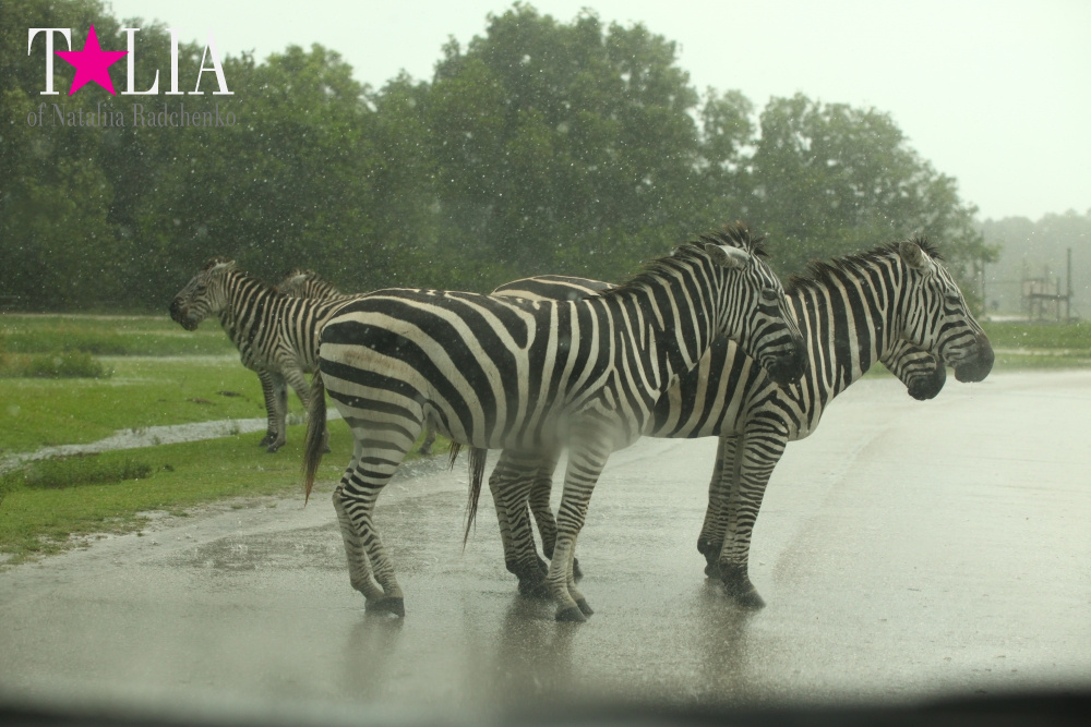 Львиное сафари в Майами (Lion Country Safari) 2 часть