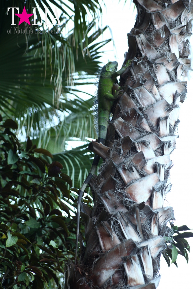 Наша отельная игуана или дикая природа Флориды