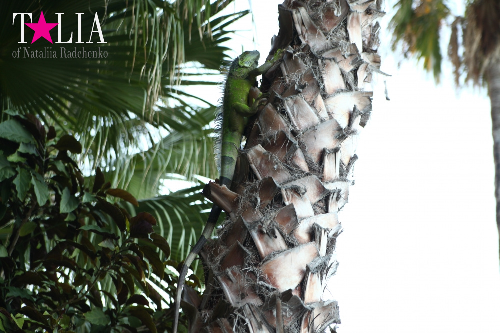 Наша отельная игуана или дикая природа Флориды