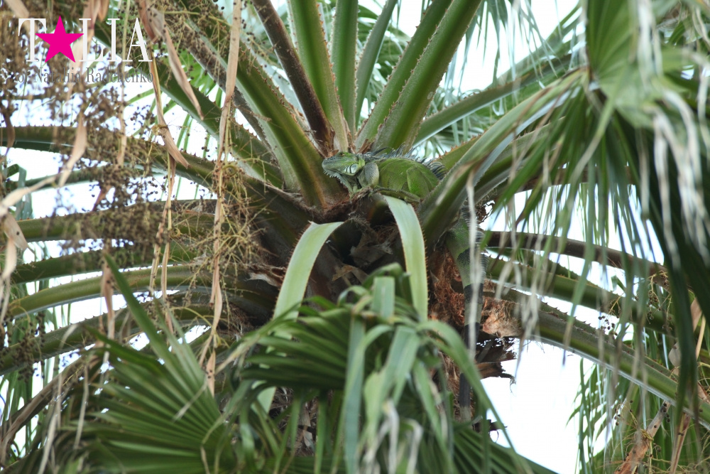 Наша отельная игуана или дикая природа Флориды