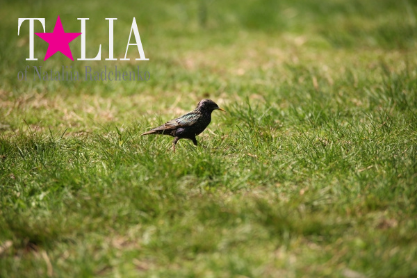 Весной в Центральном парке птицы соревнуются между собой кто поет лучше, громче, талантливее!