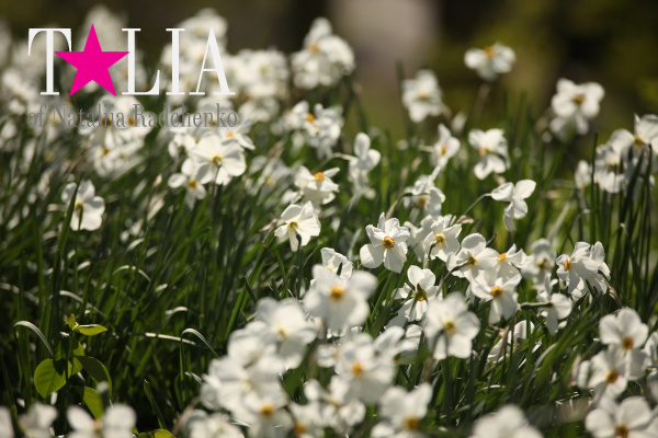 Весна. Центральный парк Нью-Йорка. (Central Park)