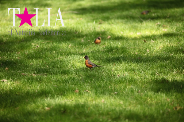 Весной в Центральном парке птицы соревнуются между собой кто поет лучше, громче, талантливее!