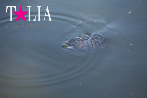 Развлечения в Центральном Парке Нью-Йорка