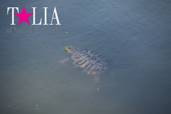 Развлечения в Центральном Парке Нью-Йорка