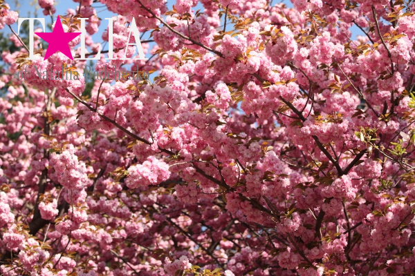 Цветение деревьев. Центральный парк. Манхэттен