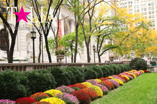 Нью-Йоркская Публичная библиотека осенью, Манхэттен, Нью-Йорк, США