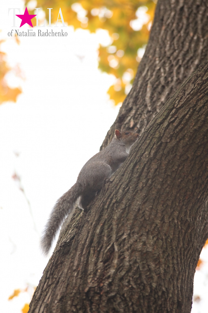 Вместо поздравления на 8 Марта! Всем женщинам посвящается! Осень 2015 или ода вечной молодости