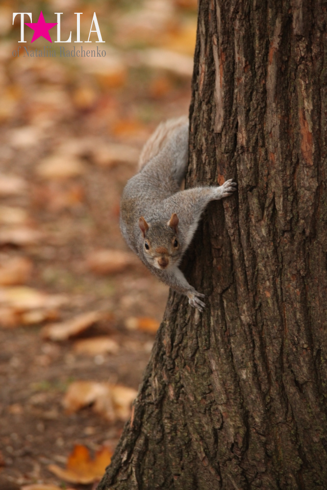 Вместо поздравления на 8 Марта! Всем женщинам посвящается! Осень 2015 или ода вечной молодости