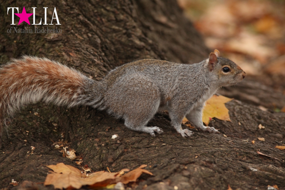 Вместо поздравления на 8 Марта! Всем женщинам посвящается! Осень 2015 или ода вечной молодости