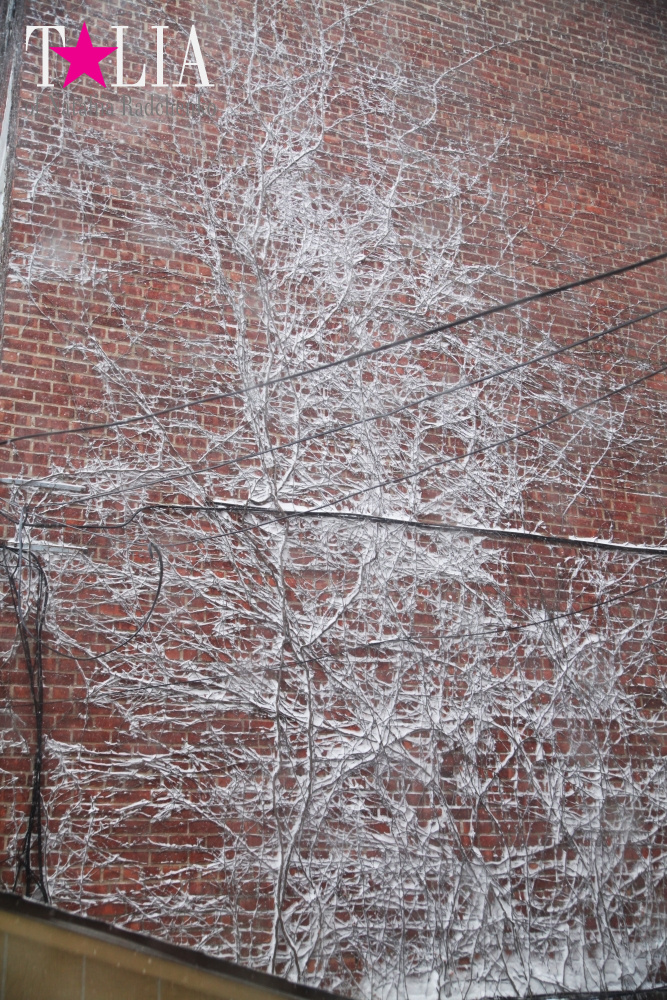 Фотографии из нашего окна. Снежный Шторм в Нью-Йорке 23 января 2016