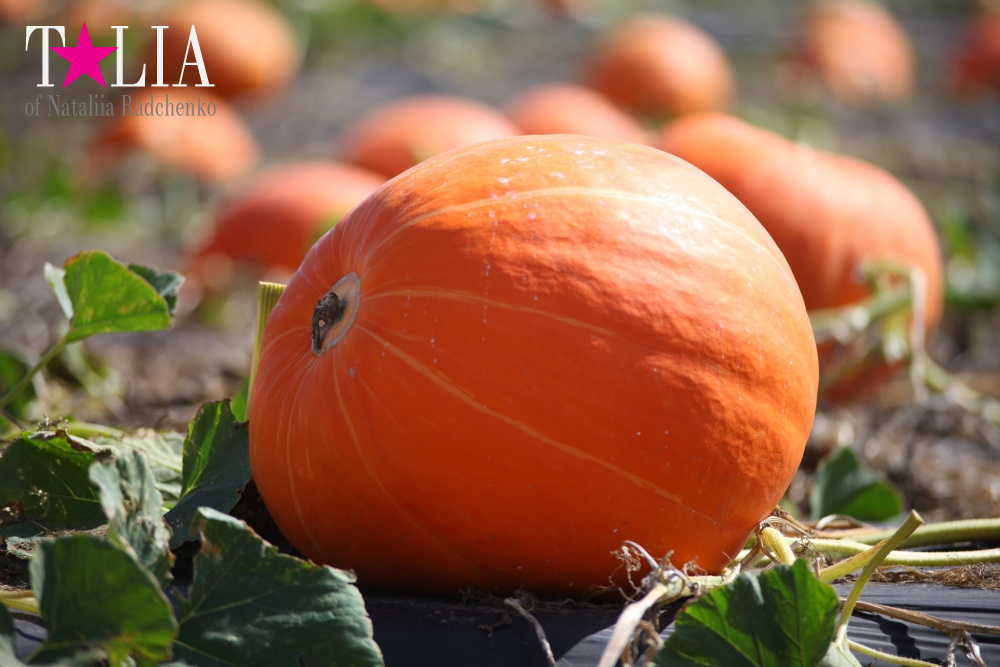 Кукурузный лабиринт и катание в бочках в HANK'S PUMPKINTOWN, the Hamptons, NY