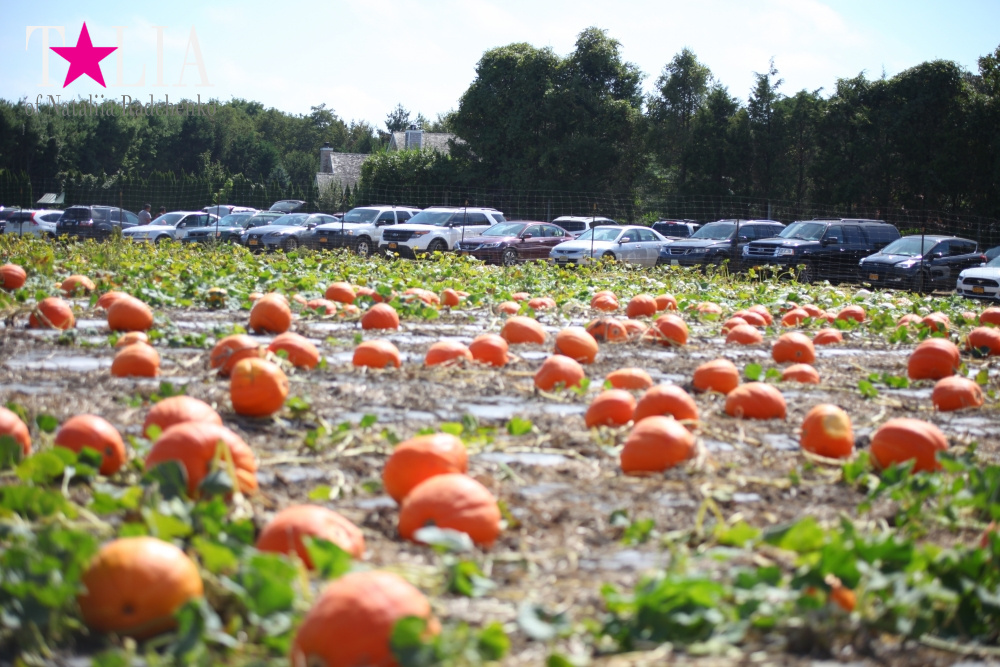 Кукурузный лабиринт и катание в бочках в HANK'S PUMPKINTOWN, the Hamptons, NY
