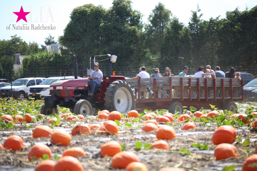 Кукурузный лабиринт и катание в бочках в HANK'S PUMPKINTOWN, the Hamptons, NY
