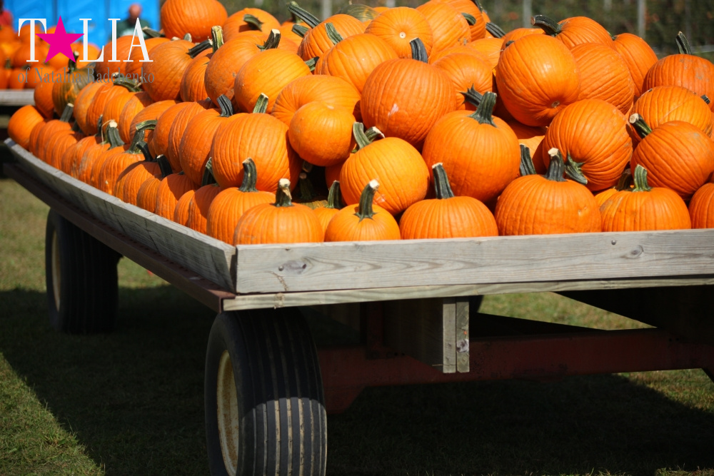 Кукурузный лабиринт и катание в бочках в HANK'S PUMPKINTOWN, the Hamptons, NY