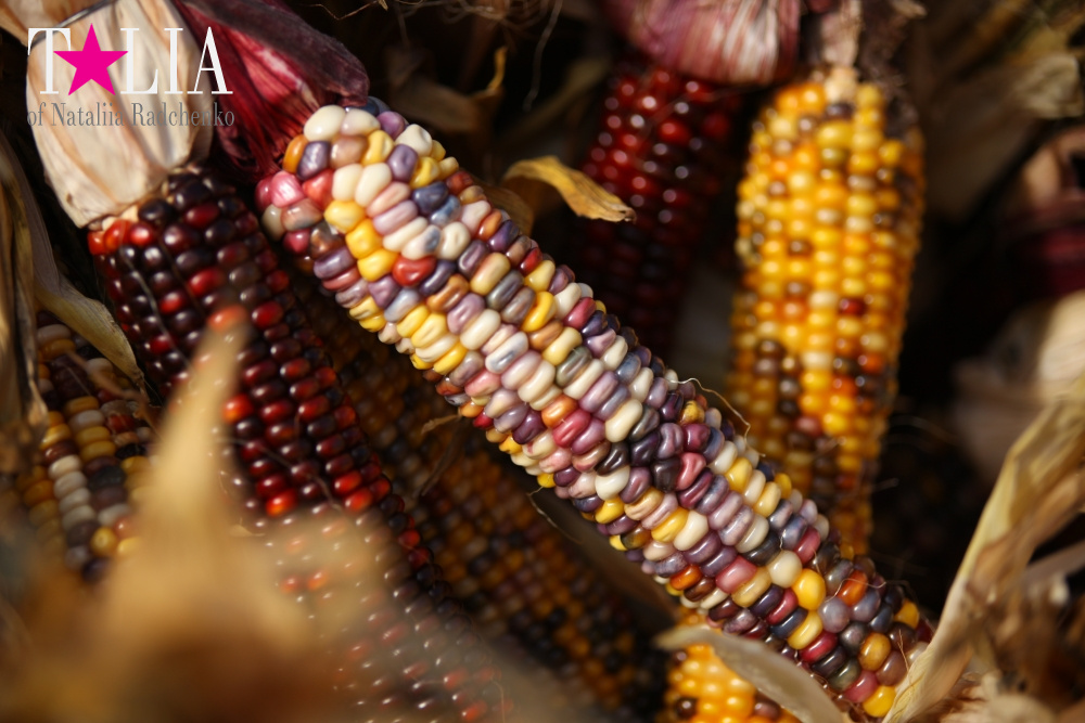Кукурузный лабиринт и катание в бочках в HANK'S PUMPKINTOWN, the Hamptons, NY