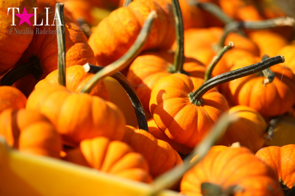 Кукурузный лабиринт и катание в бочках в HANK'S PUMPKINTOWN, the Hamptons, NY