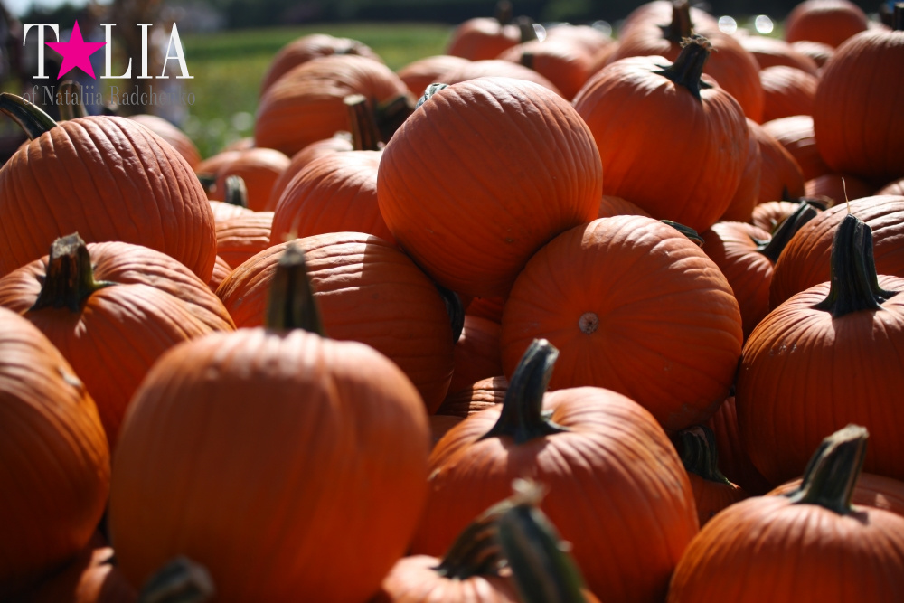 Кукурузный лабиринт и катание в бочках в HANK'S PUMPKINTOWN, the Hamptons, NY