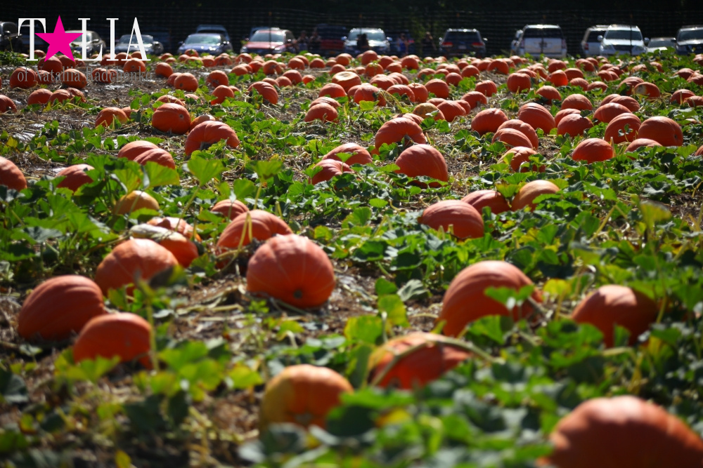 Кукурузный лабиринт и катание в бочках в HANK'S PUMPKINTOWN, the Hamptons, NY