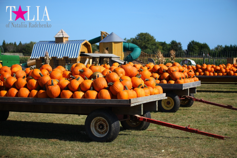 Кукурузный лабиринт и катание в бочках в HANK'S PUMPKINTOWN, the Hamptons, NY