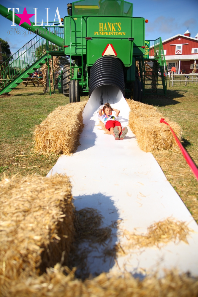 Кукурузный лабиринт и катание в бочках в HANK'S PUMPKINTOWN, the Hamptons, NY