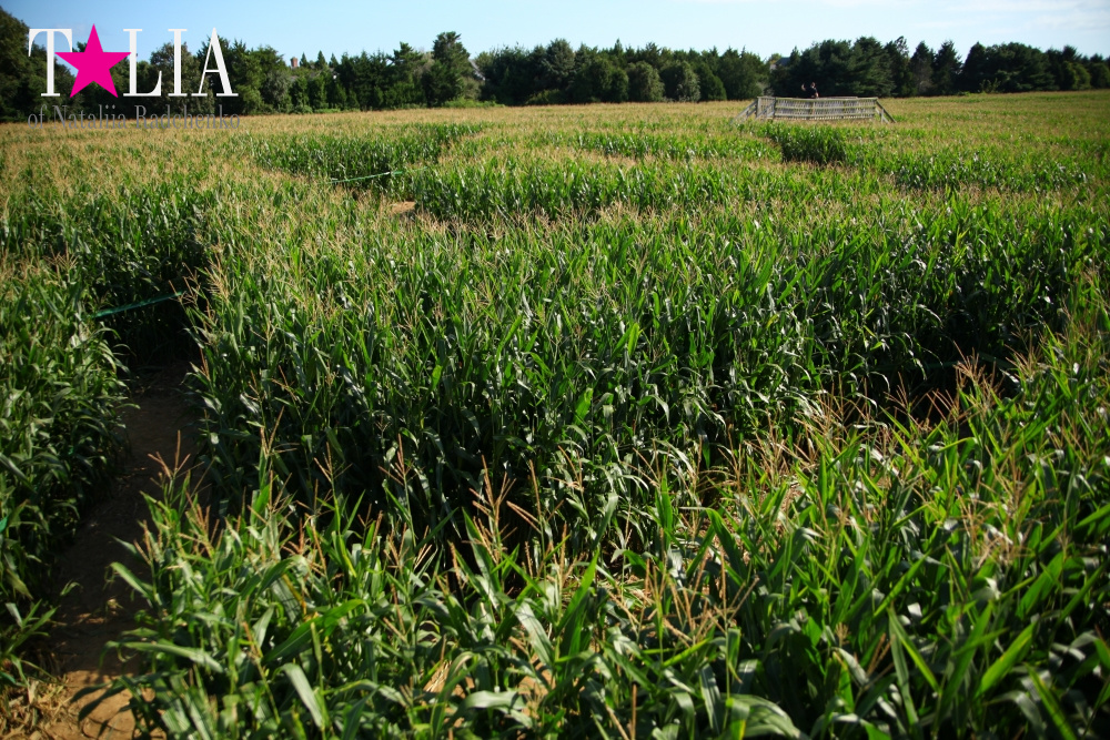 Кукурузный лабиринт и катание в бочках в HANK'S PUMPKINTOWN, the Hamptons, NY