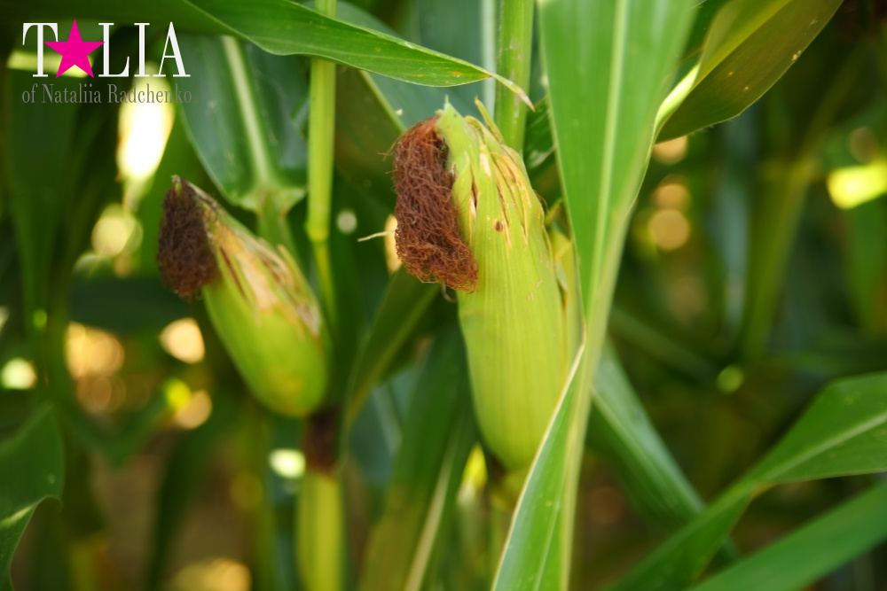 Кукурузный лабиринт и катание в бочках в HANK'S PUMPKINTOWN, the Hamptons, NY