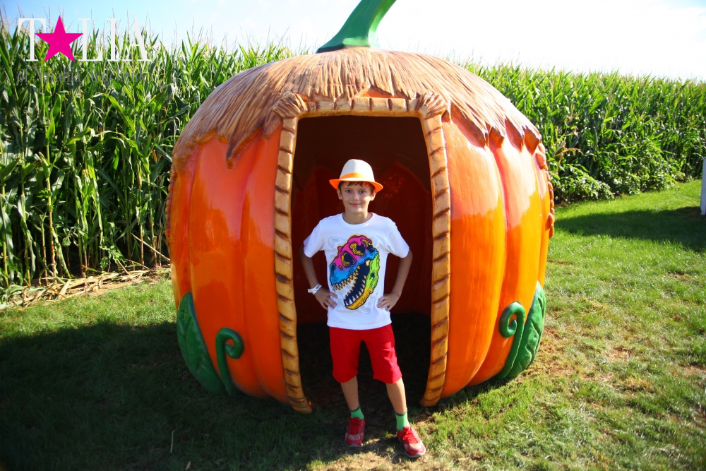 Кукурузный лабиринт и катание в бочках в HANK'S PUMPKINTOWN, the Hamptons, NY