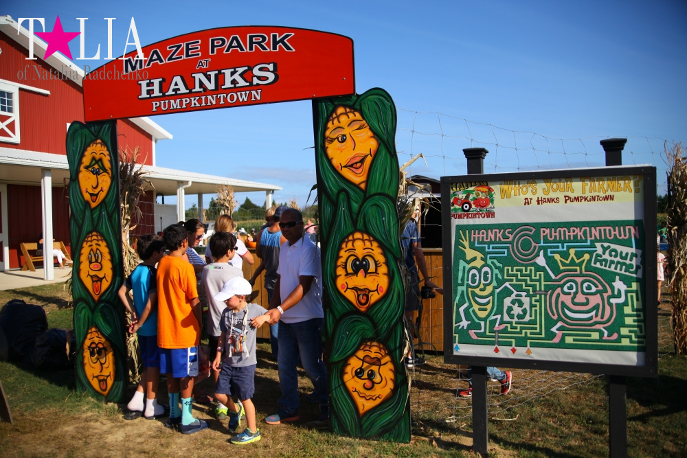 Кукурузный лабиринт и катание в бочках в HANK'S PUMPKINTOWN, the Hamptons, NY