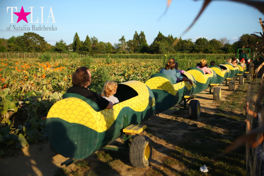 Кукурузный лабиринт и катание в бочках в HANK'S PUMPKINTOWN, the Hamptons, NY