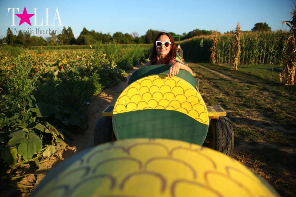 Кукурузный лабиринт и катание в бочках в HANK'S PUMPKINTOWN, the Hamptons, NY