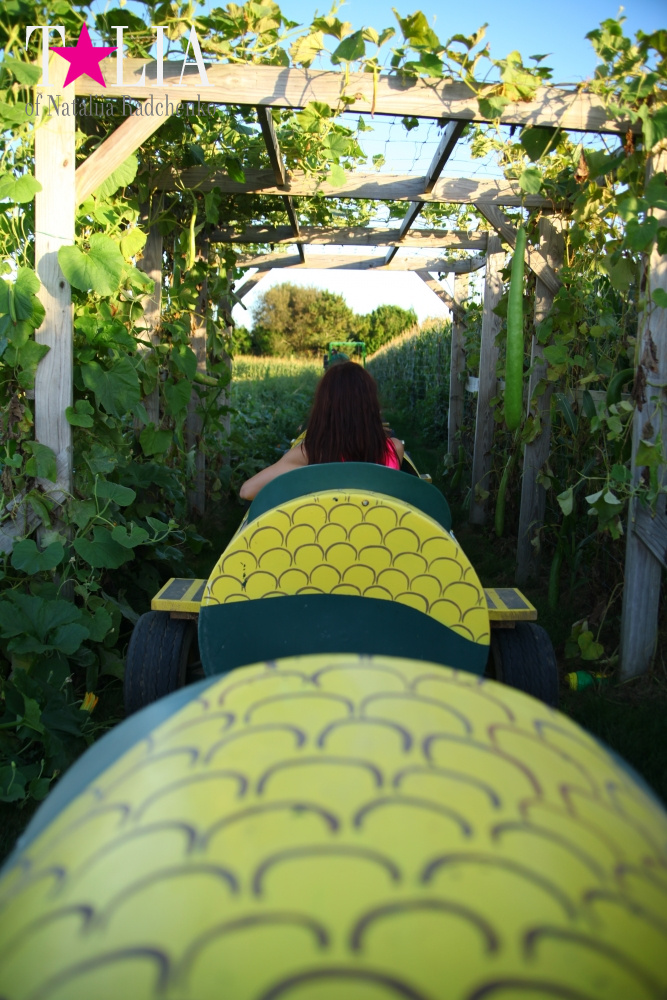 Кукурузный лабиринт и катание в бочках в HANK'S PUMPKINTOWN, the Hamptons, NY